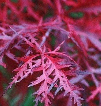 Acer Palmatum 'Firecracker'