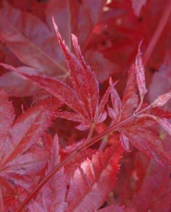 Acer Palmatum 'Red Emperor'