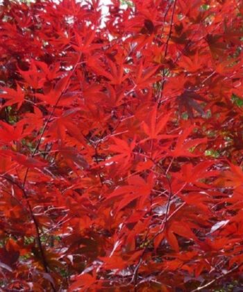 Acer Palmatum 'Redwine'