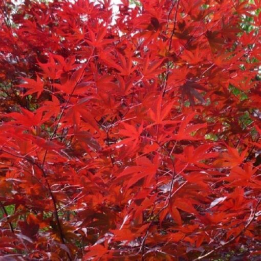 Acer Palmatum 'Redwine'