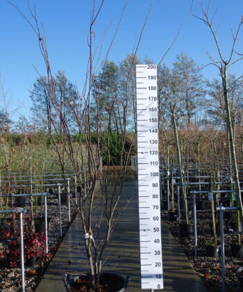 Acer Palmatum "Sanguineum'