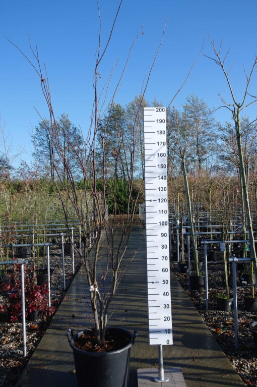 Acer Palmatum "Sanguineum'