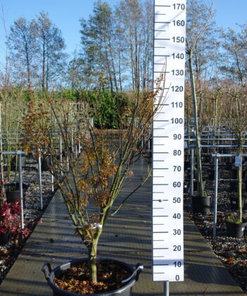 Acer Palmatum 'Shishigashira'