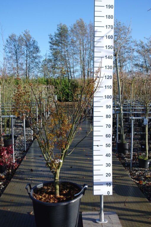 Acer Palmatum 'Shishigashira'