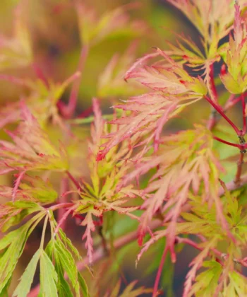 Acer Palmatum 'Seiryu'