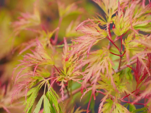 Acer Palmatum 'Seiryu'
