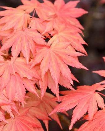 Acer shirasawanum 'Moonrise'
