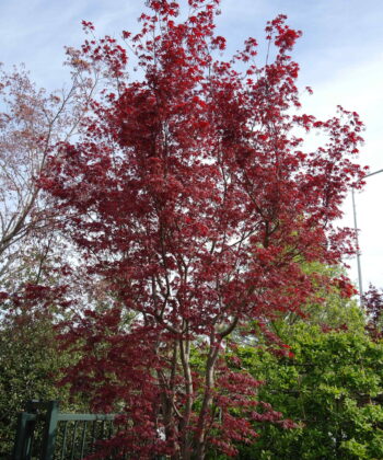 Acer Palmatum 'Shishigashira'