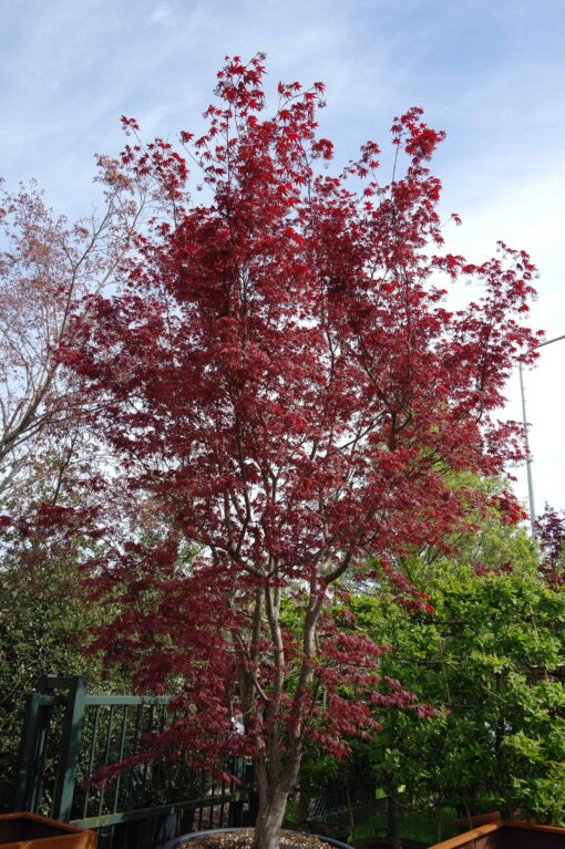 Acer Palmatum 'Shishigashira'