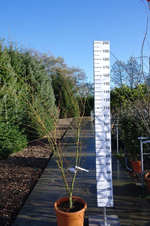 Acer palmatum 'Taylor'