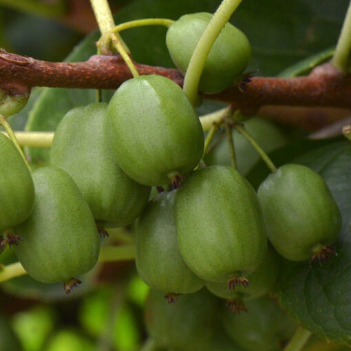 Actinidia a. 'Vitikiwi' - kiwibes