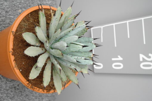 Agave 'Little Penguins' - Afbeelding 2