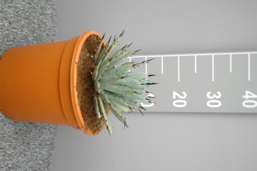 Agave 'Little Penguins'