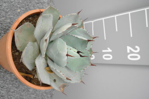 Agave Parryi 'Truncata' - Afbeelding 2