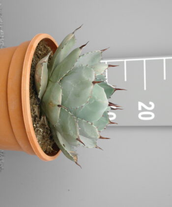 Agave Parryi 'Truncata'