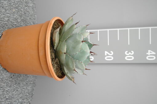 Agave Parryi 'Truncata'