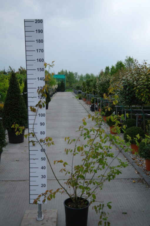 Amelanchier Lamarckii