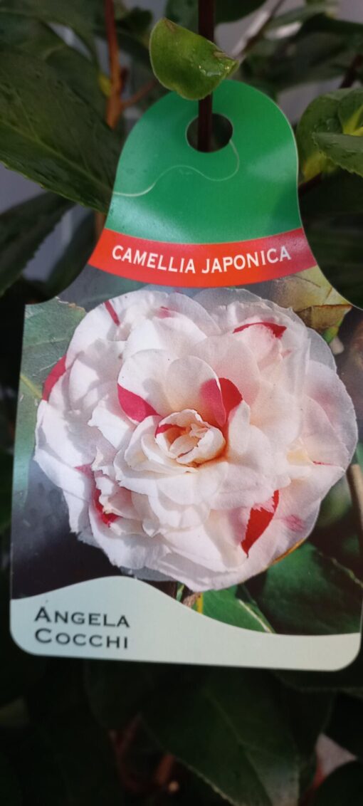 Camellia Japonica 'Angela Cocchie' - Japanse Roos wit-rood