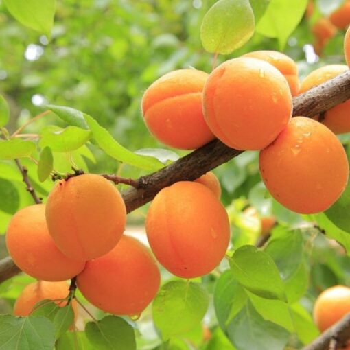 Prunus a. 'Aprigold'- dwerg Abrikoos - Afbeelding 2