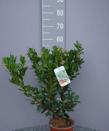 Arbutus unedo 'Atlantic'