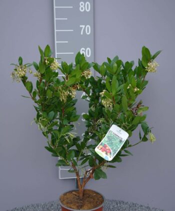 Arbutus unedo 'Compacta'