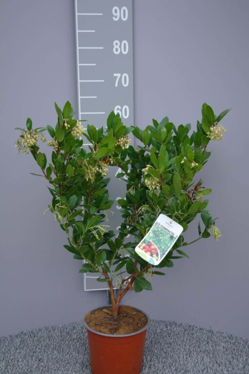 Arbutus unedo 'Compacta'
