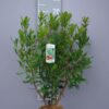 Arbutus unedo