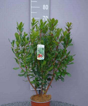 Arbutus unedo