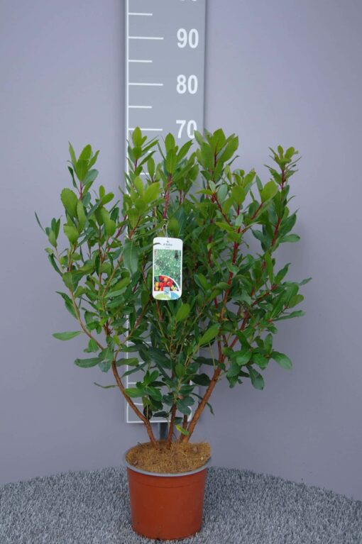Arbutus unedo