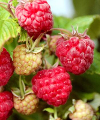 Rubus idaeus 'Aroma-Queen'- framboos