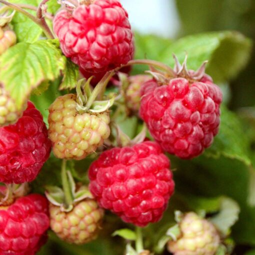 Rubus idaeus 'Aroma-Queen'- framboos