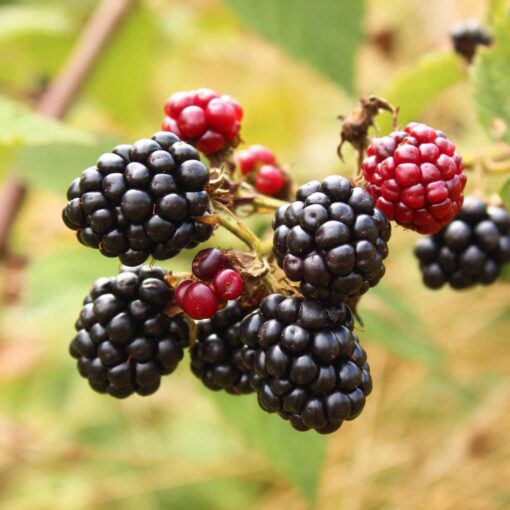 Rubus ‘Asterina’ - Braam