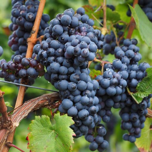 Vitis Vinifera 'Attika' pitloos