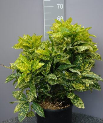 Aucuba Japonica 'Variegata'