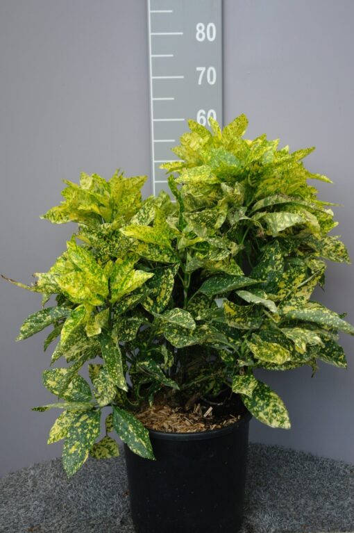 Aucuba Japonica 'Variegata'