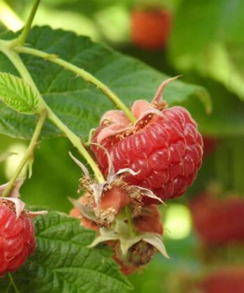 Rubus idaeus 'Autumn Bliss- framboos