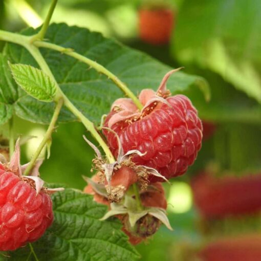Rubus idaeus 'Autumn Bliss- framboos