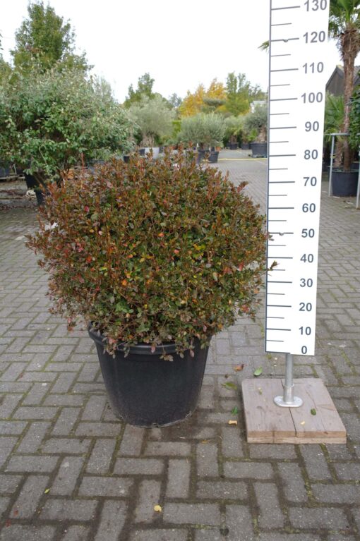 Azalea Stewartstonian red struik extra mooie kwaliteit