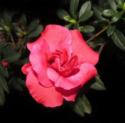 Azalea Japonica 'Bemi Kirmina' - Afbeelding 2