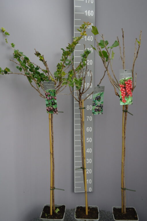 Ribes uva-crispa 'Hinnonmaki rood op stam- rode kruisbes - Afbeelding 2