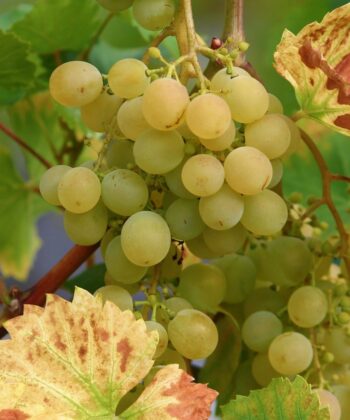 Vitis 'Bianca' - Witte druif