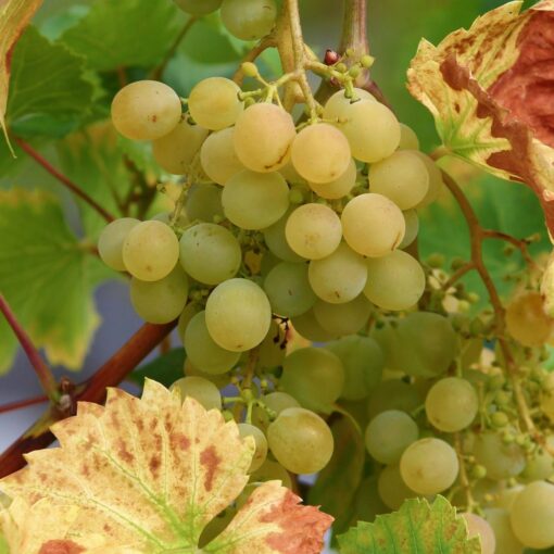 Vitis 'Bianca' op rek- Witte druif