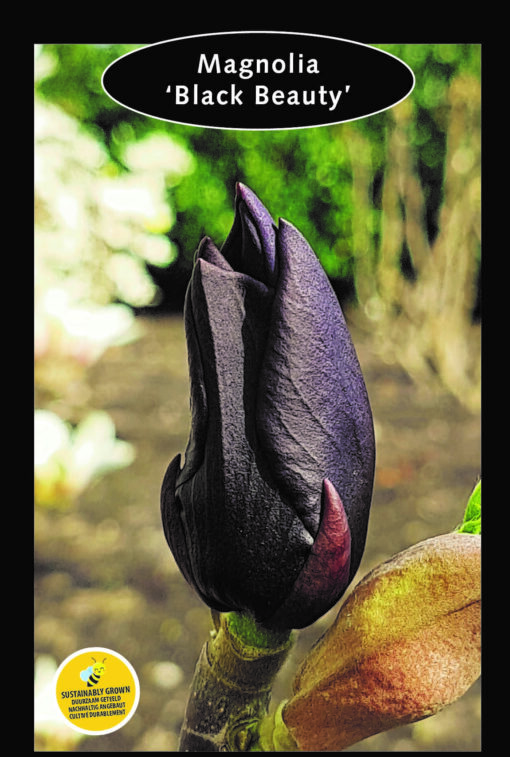 Magnolia 'Black Beauty' - Afbeelding 2