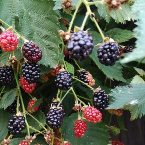 Rubus ‘Black Cascade’ - Braam
