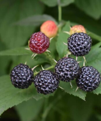 Rubus idaeus 'Black Jewel'- framboos