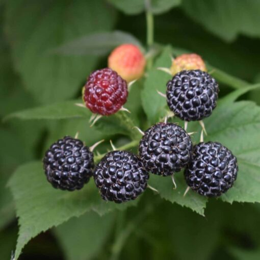 Rubus idaeus 'Black Jewel'- framboos