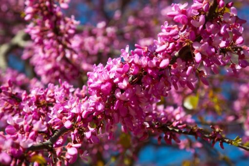 Cercis Siliquastrum - Meerstammige Judasboom - Afbeelding 2