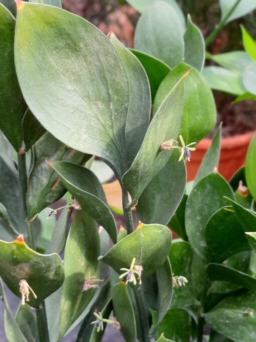 Ruscus Hypoglossum - Paardentong - Afbeelding 2