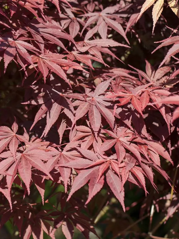 Acer Palmatum 'Bloodgood' (Japanse esdoorn)