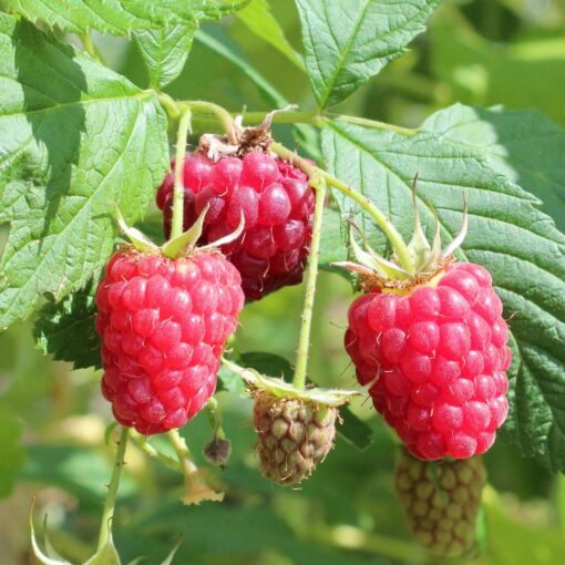 Rubus idaeus 'Boheme' - braamboos